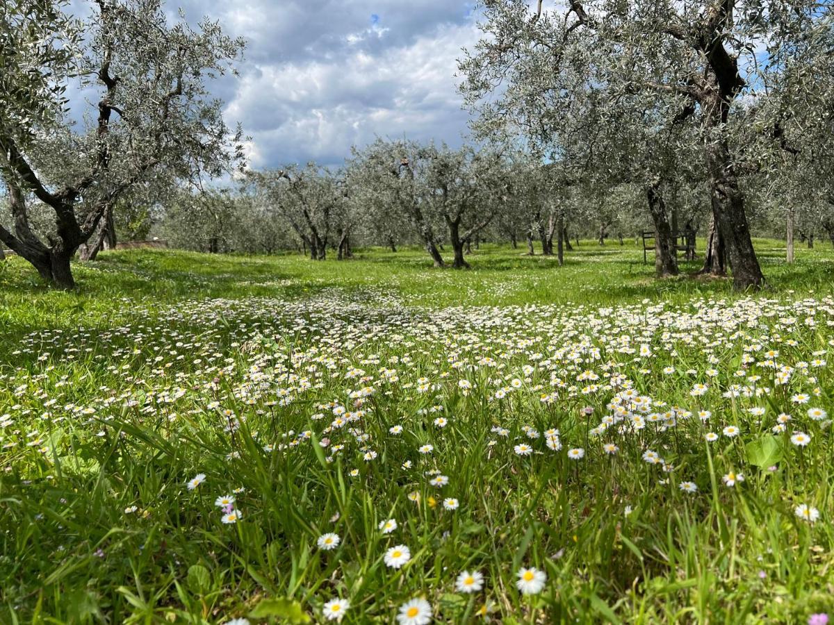 La Casa Di Demetra. Un Paradiso Tra Gli Olivi. Montecchio  Extérieur photo